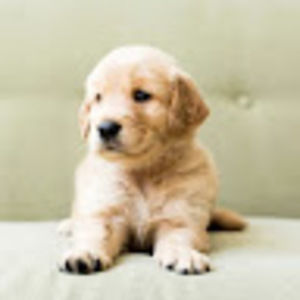 Meet your Posher, Josephine